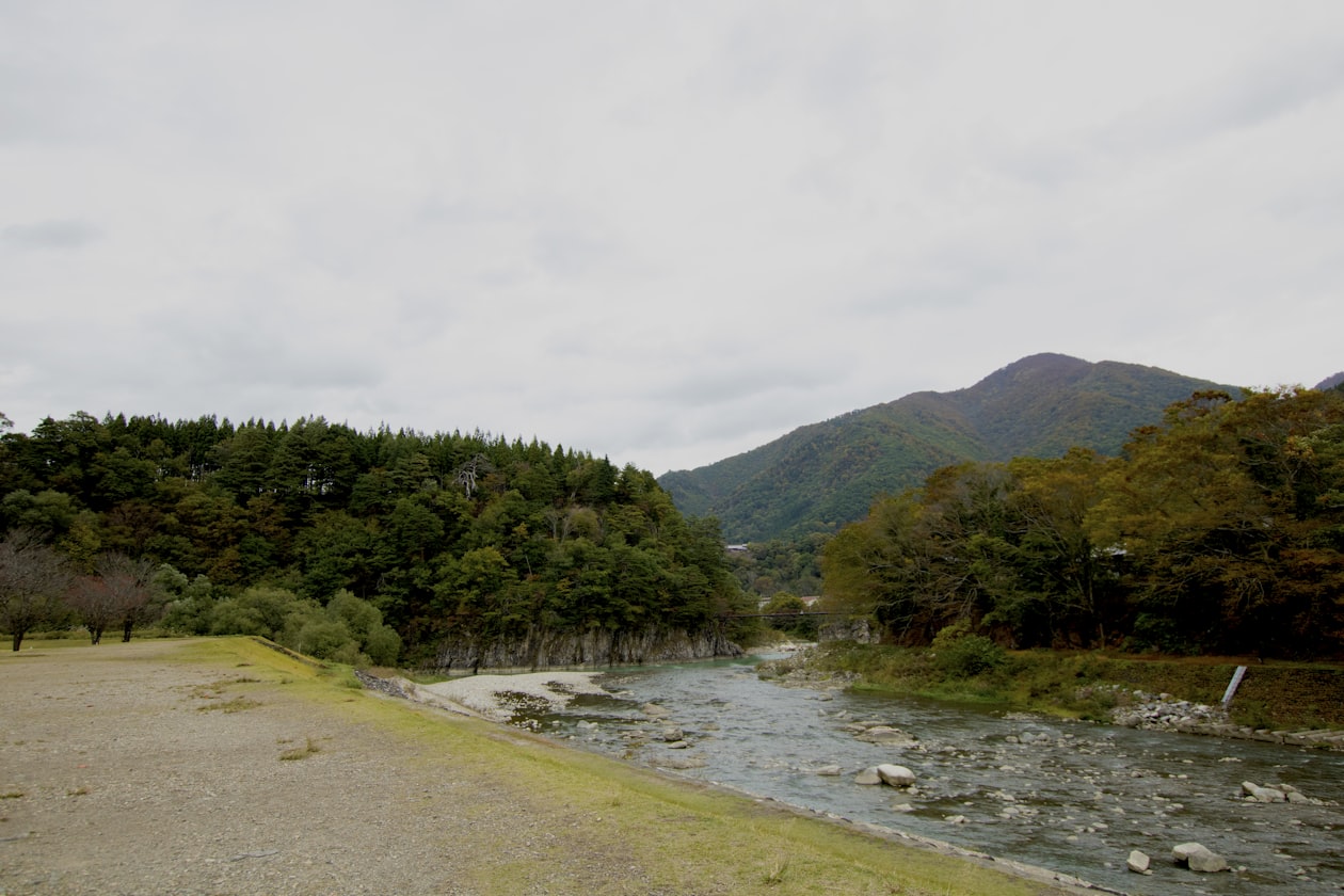 相続した山林・森林の風景　手放し方法を解説