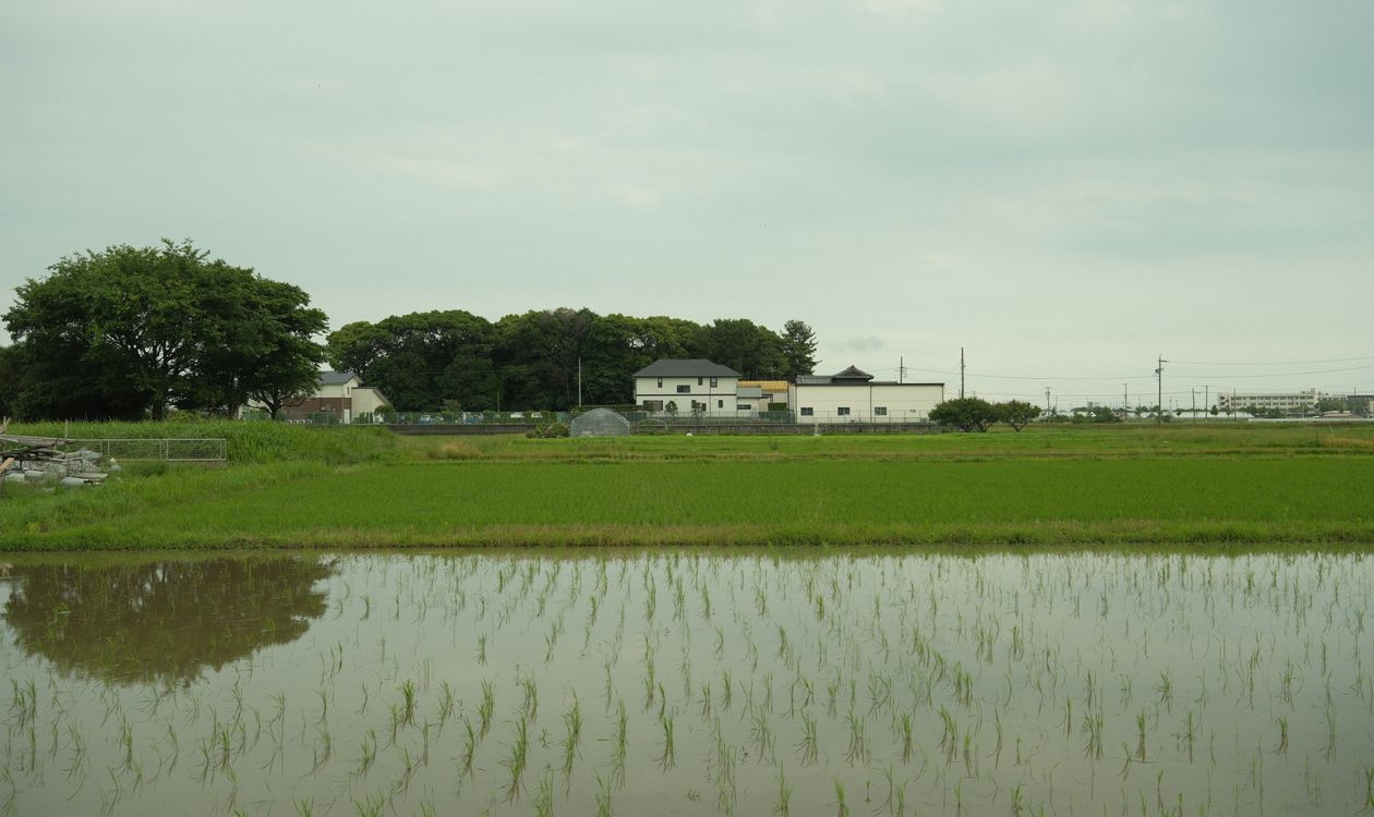 青空の下に広がる日本の農地・水田　農地相続のイメージ