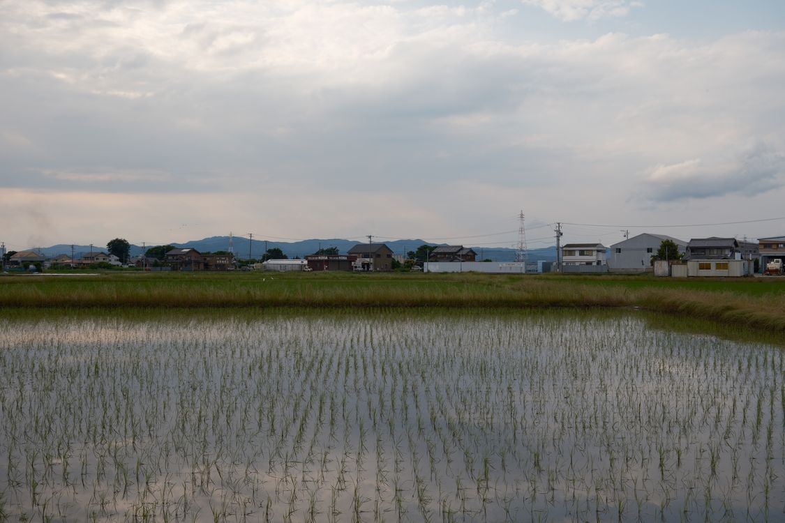 農地（田）に囲まれた古い木造平屋の実家 — 農振地域内農用地区域（青地）の農地付き相続物件のイメージ